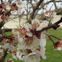 Prunus armeniaca 'Polonais' fleur